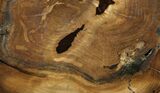 Petrified Wood (Cherry) Round - McDermitt, Oregon #93833-1